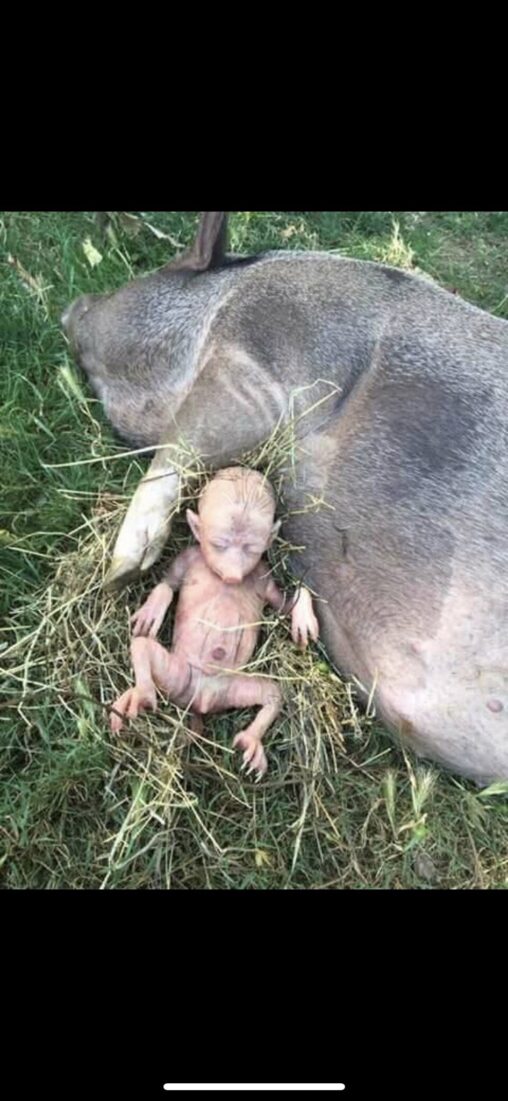 フィリピンの男と交尾したメスの豚が正体不明の生物を出産してしまう。