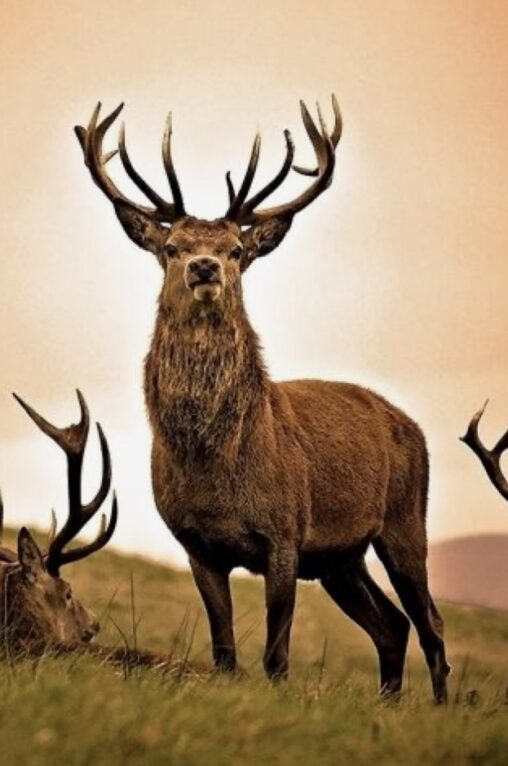 シシガミ様じゃん かっこいい鹿さんの画像