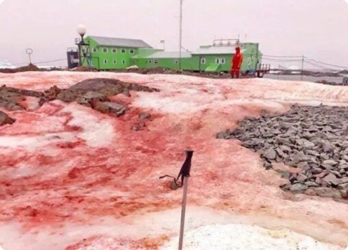 【血？ホッキョクグマの仕業？】南極で赤い雪が発生中、原因は不明