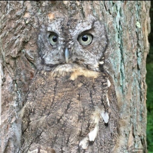 動物のカモフラージュ 擬態とかいう生物の究極進化