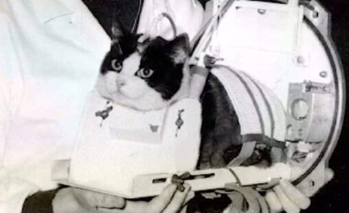 【酷い】フェリセットは、史上初めて宇宙空間に打ち上げられたネコである。