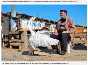 【^( ‘Θ’ )^】ケガをして動けない白鳥を助けたトルコの男性 37年ともに生きる