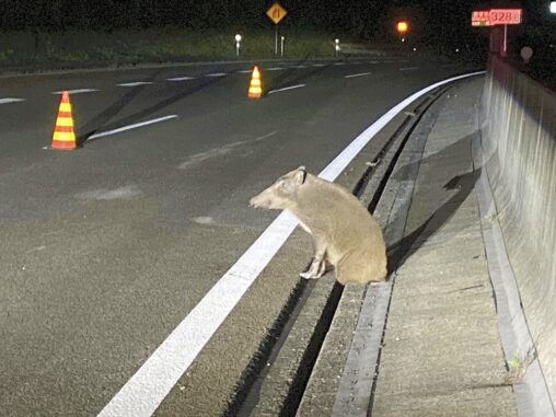 【画像】高速道路で足が挟まったイノシシさん、猟友会に射殺される