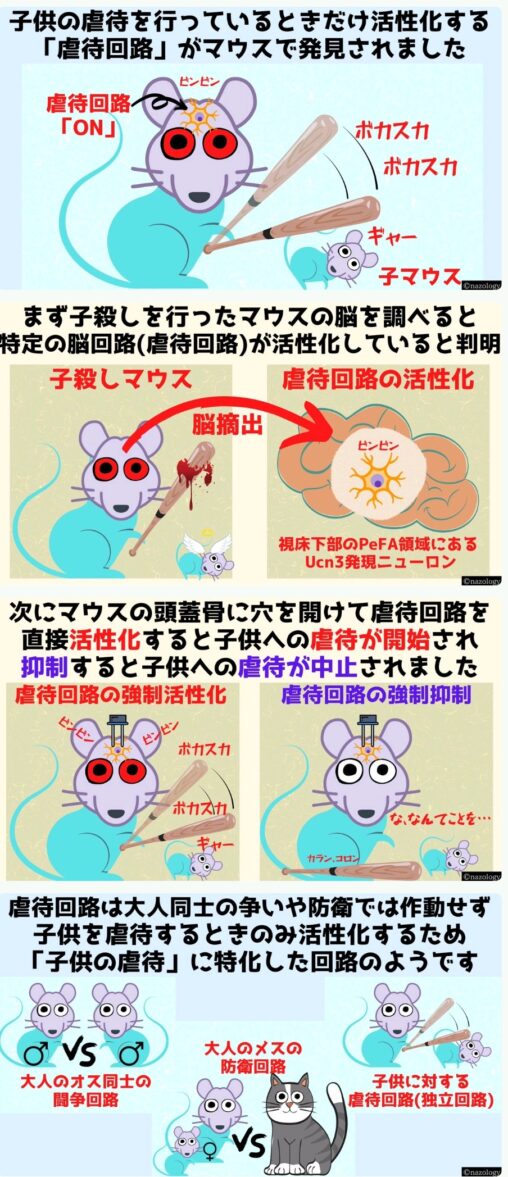 【活性化！】マウスの脳で児童虐待特化回路が発見される