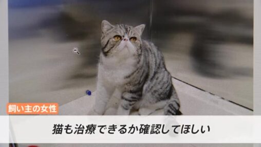【画像】中国、コロナに感染した女性の飼い猫3匹も感染→殺処分に「防疫のため仕方ない」との声