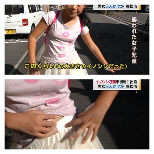 【田舎娘】女子小学生さん、スケベな体をしていたせいでイノシシに襲われてしまう