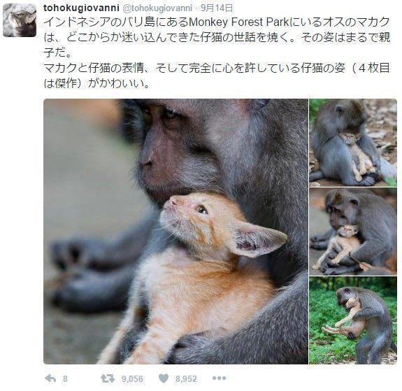 【お世話】子猫を育てる猿が見つかるｗ