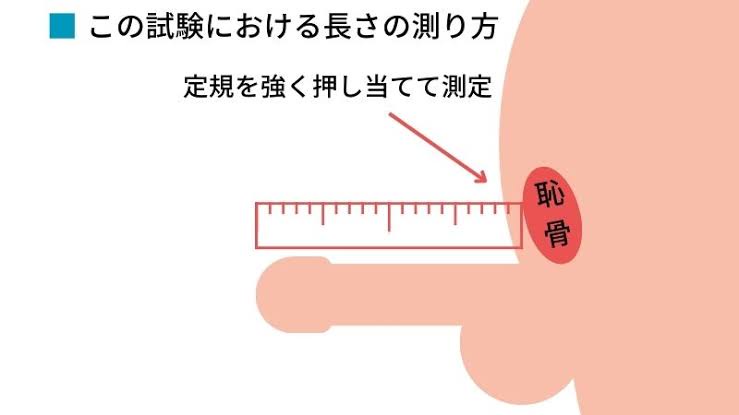 【測り方】チ〇ポって恥骨に押し当てたら誰でも15cmいくよな？